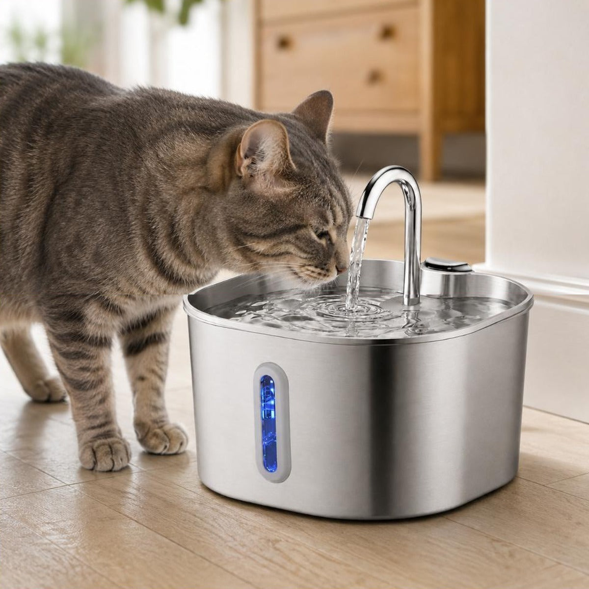 Chat gris tigre qui boit au filet d eau de la fontaine Margaux, dans un interieur clair